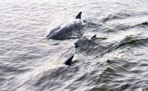 Dolfijnen Fort Lauderdale Braam No Limit