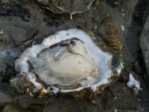 Oesters