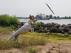Leukste jachthaven voor honden